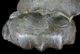 Tall Triassic Ammonite (Ceratites) Cluster - Germany #94090-3